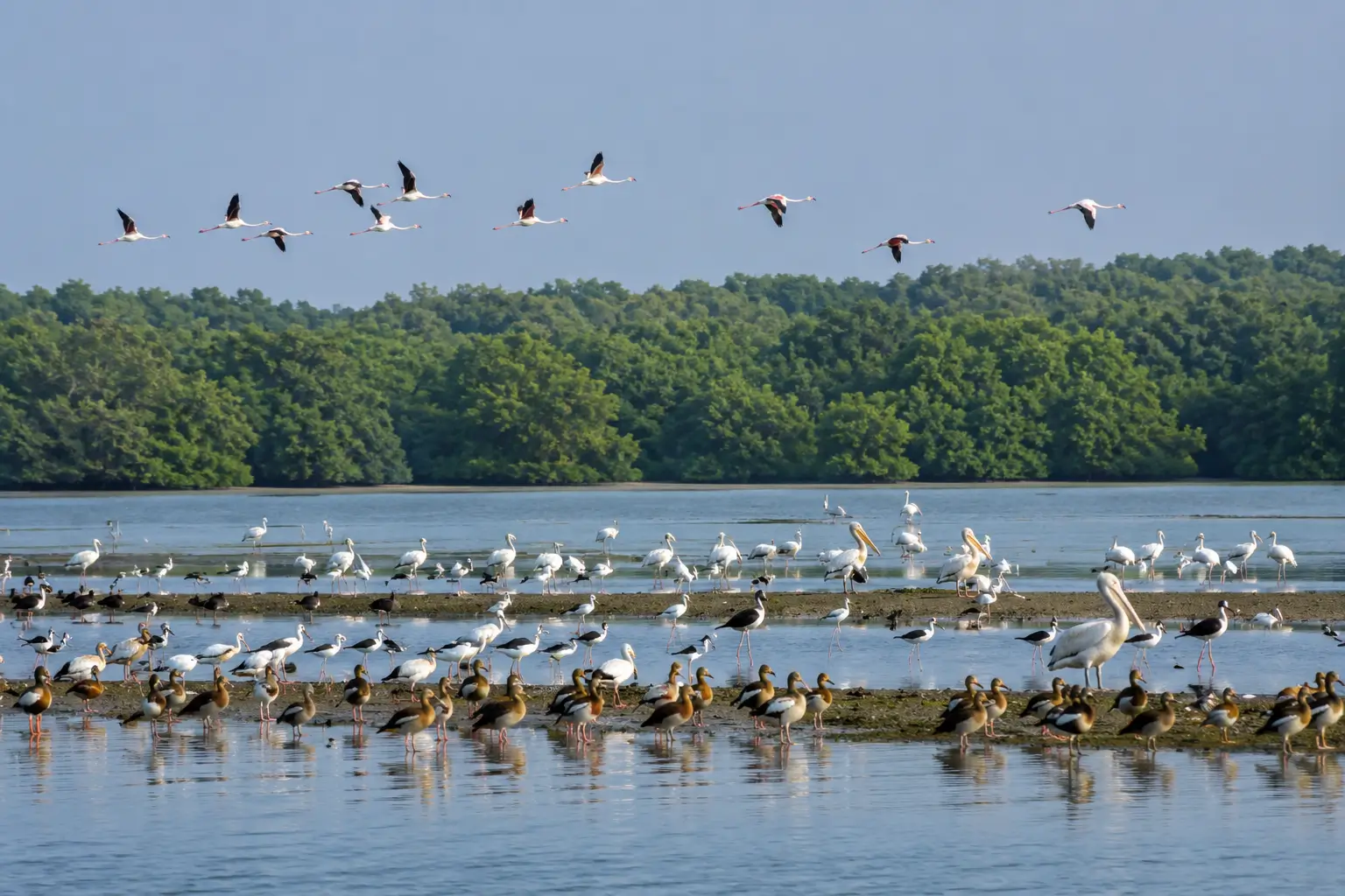 Bhitarkanika winter migratory birds
