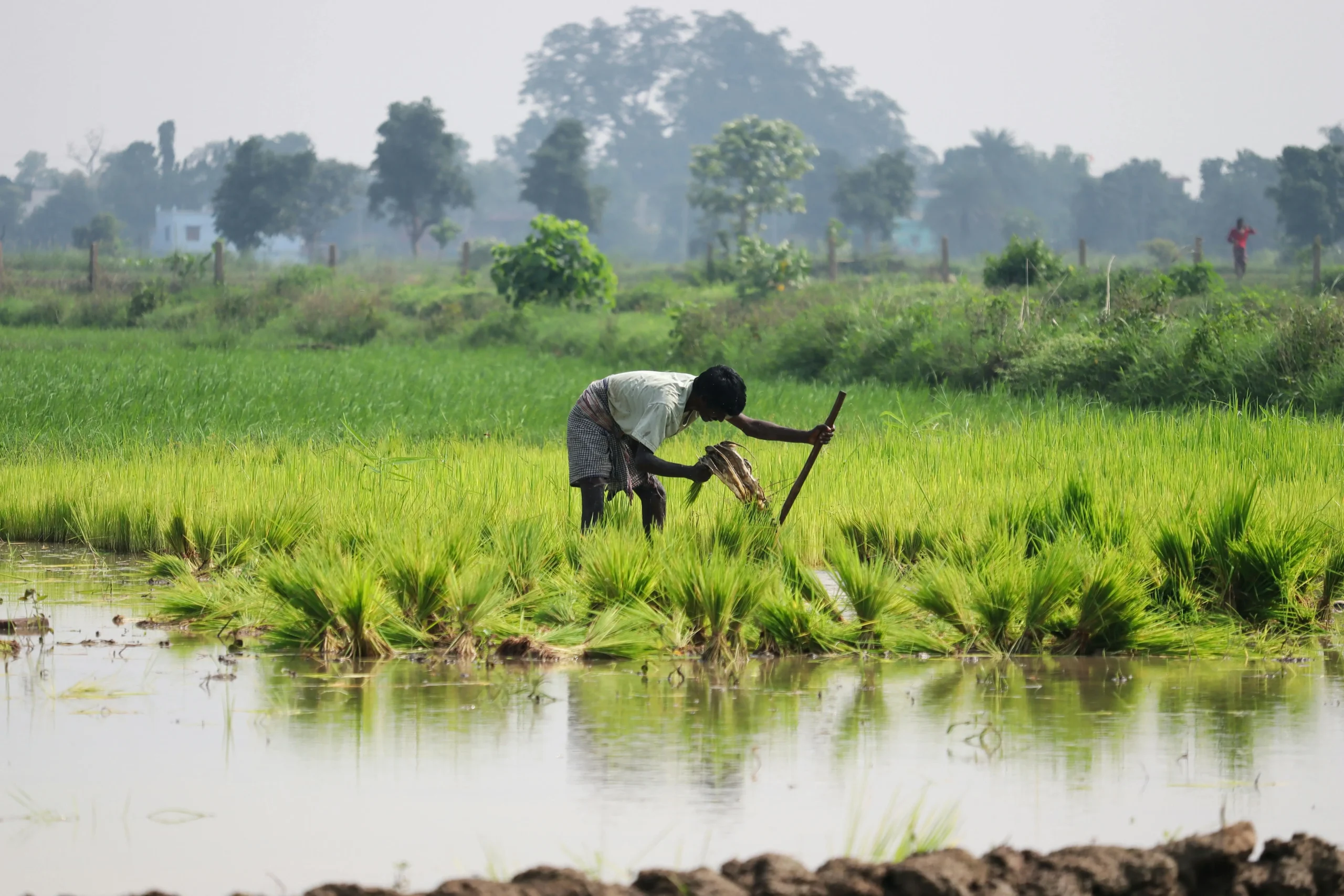 Odisha village life (1)