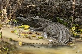 Saltwater crocodile or mangrove ecosystem (1)