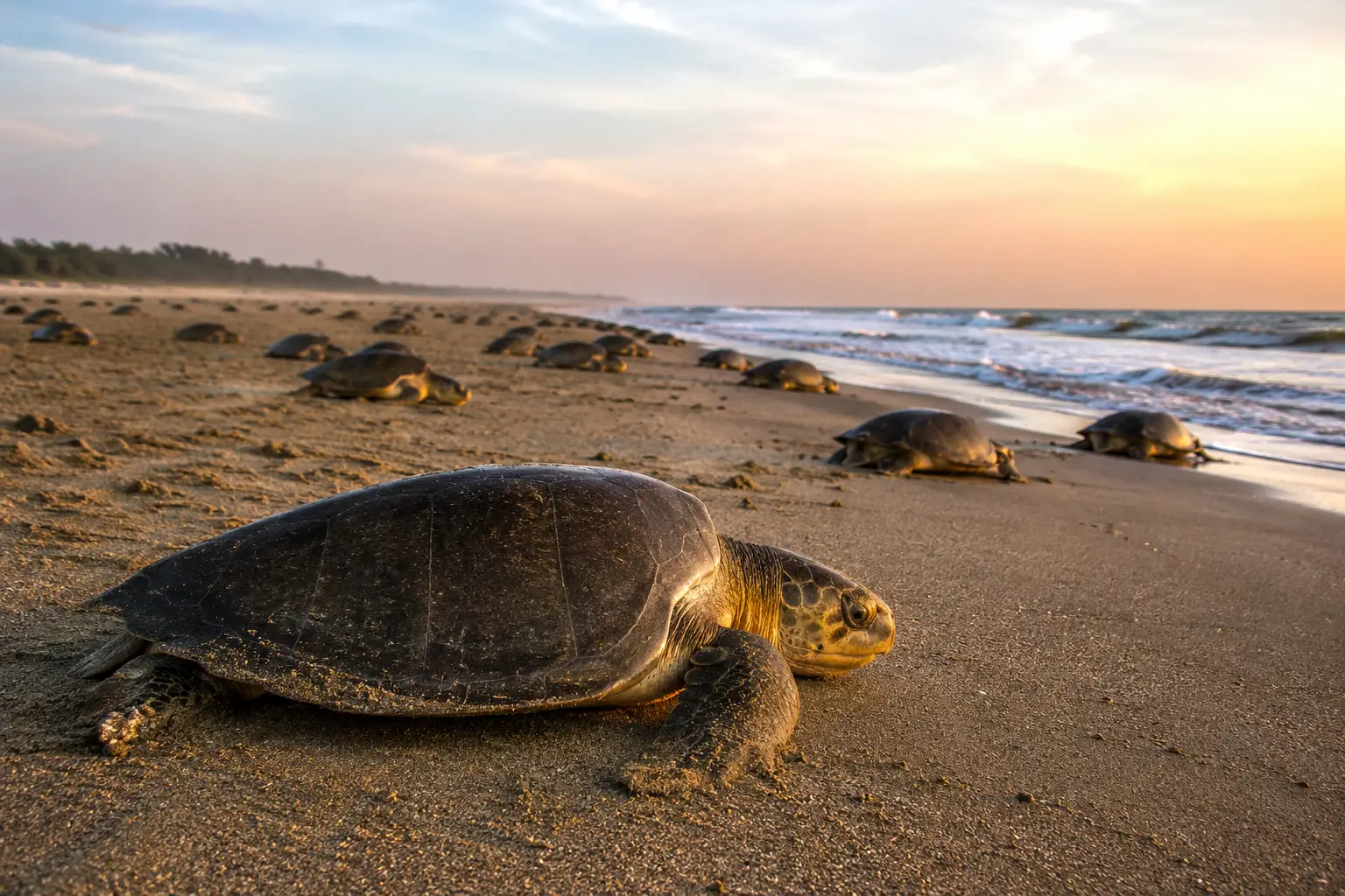 Sea turtles along the shore at sunrise
