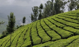 Arrival in Munnar
