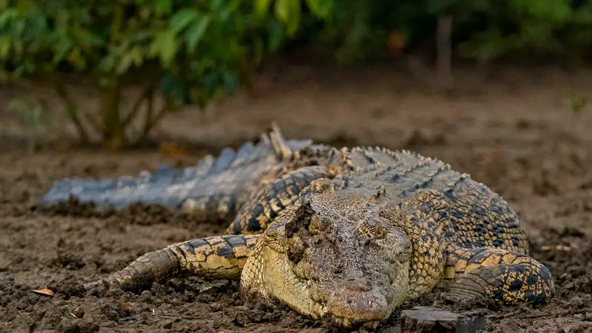 odisha-bhitarkanika-saltwater-crocodile-dhritiman (2)