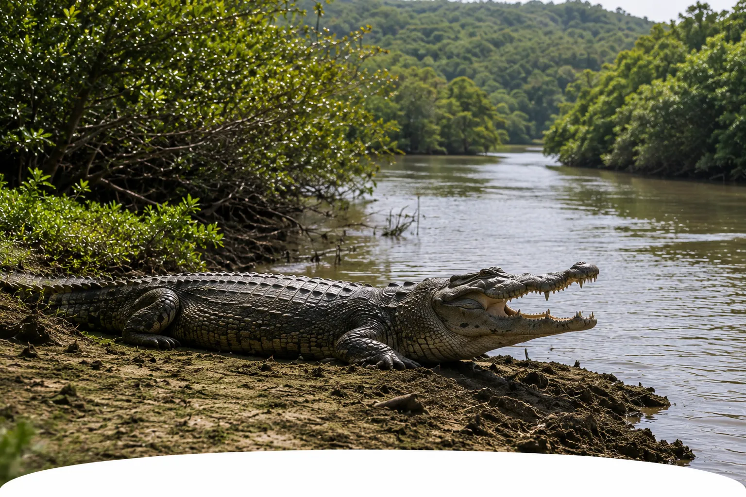 Wildlife Experiences
