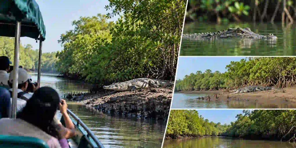  saltwater crocodile habitat bhitarkanika